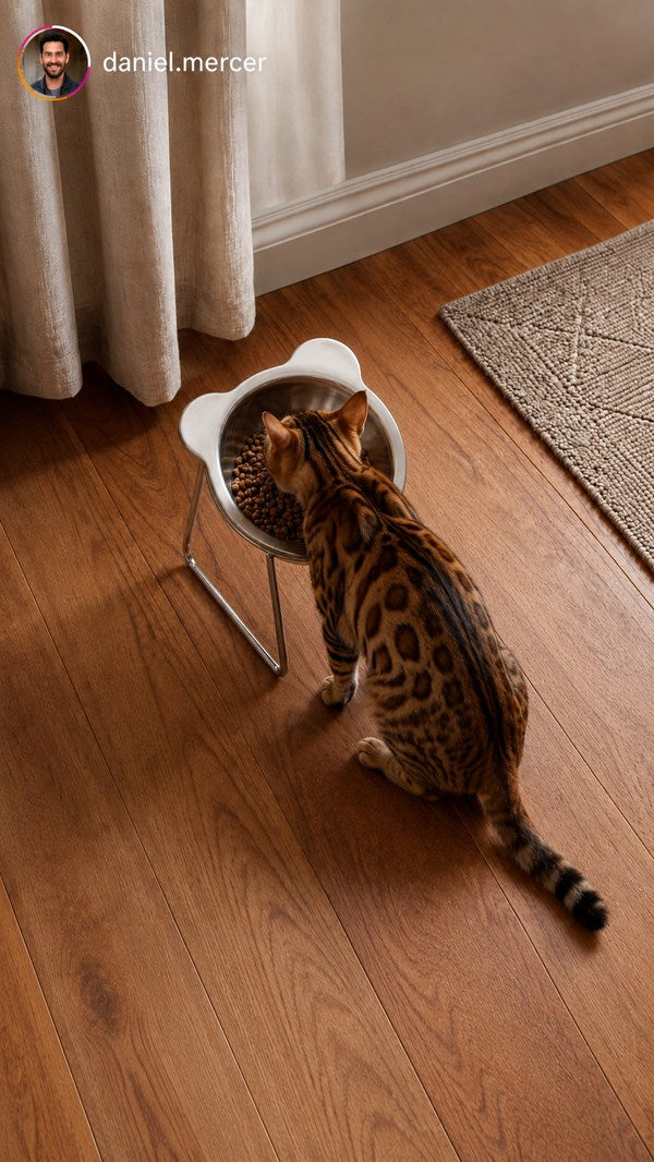 Bengaalse kat eet uit de Effico voerbak op een houten vloer