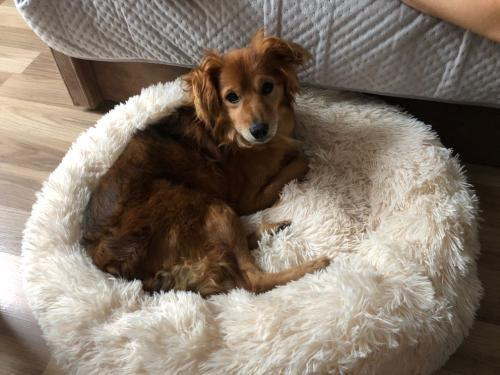 Kleine roodbruine hond ligt opgekruld in de witte Effico CloudCurl™ anti-stress mand