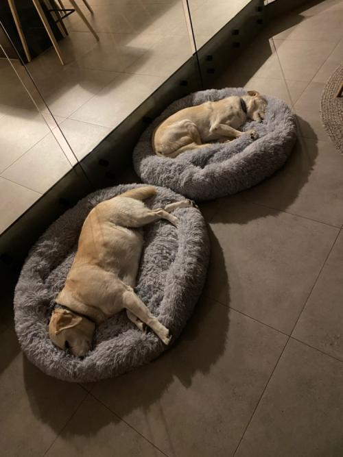 Twee labradors slapen elk in hun eigen grijze Effico CloudCurl™ anti-stress mand