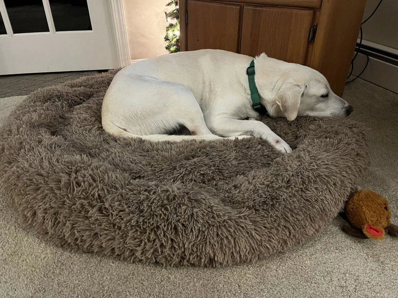 Witte labrador ligt opgerold in de bruine Effico CloudCurl™ anti-stress mand