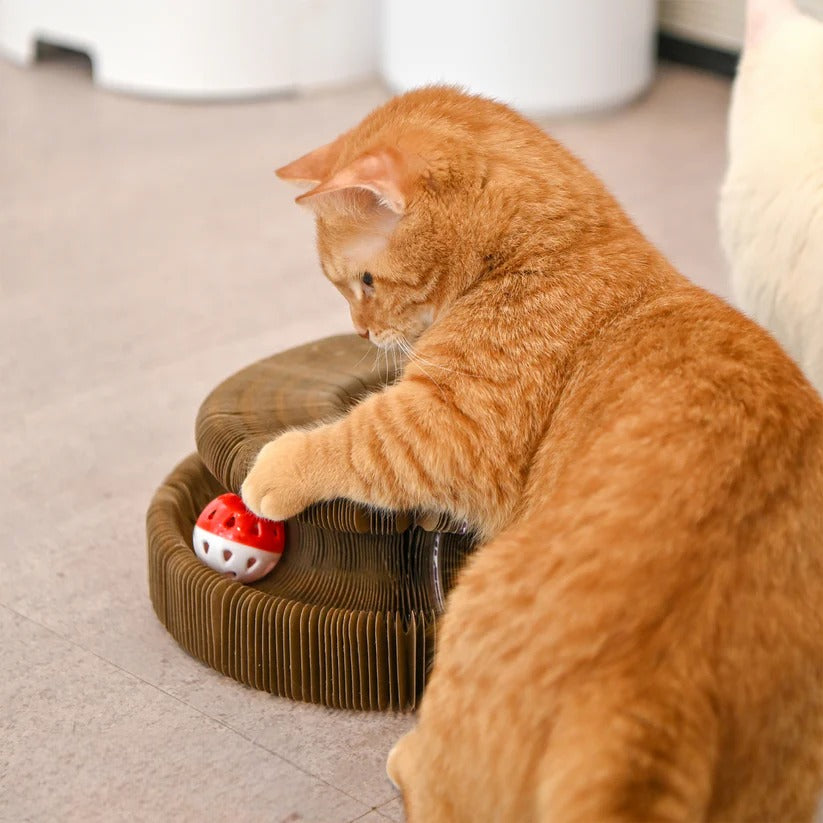 Oranje kat tikt tegen het balletje in de PurrWheel
