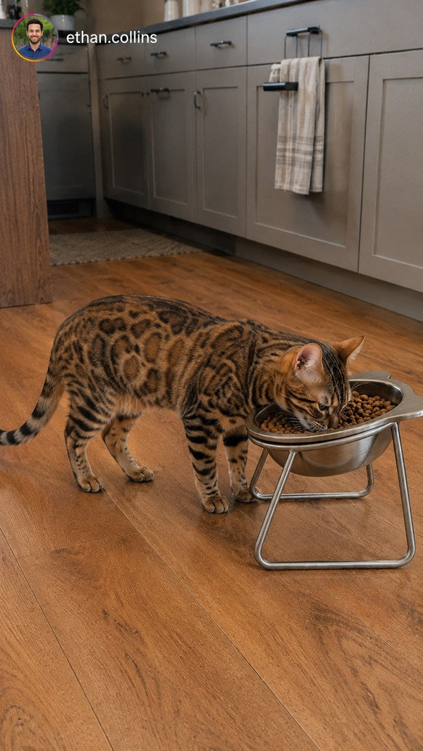 Bengaalse kat eet uit de voerbak in de keuken