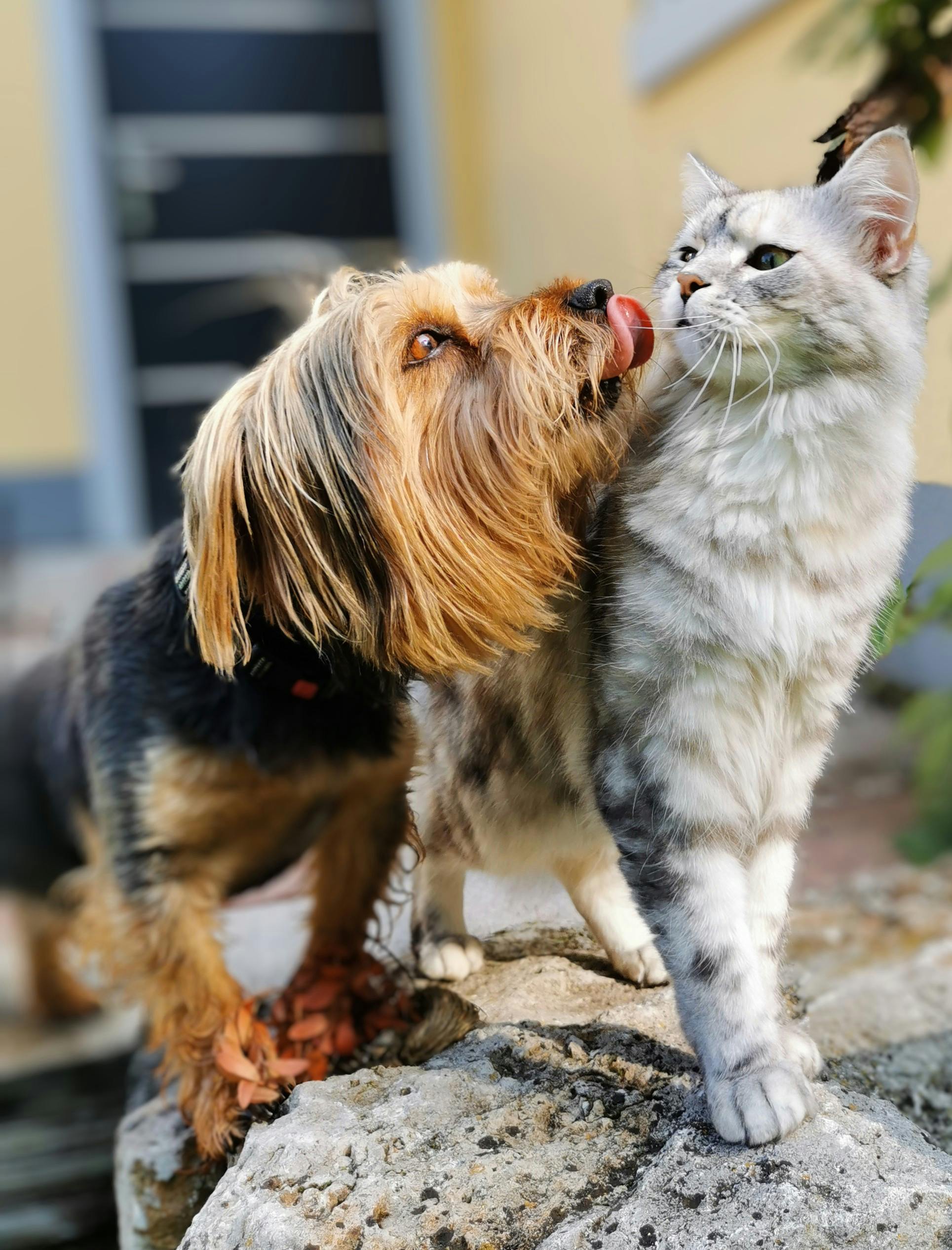 Hond en kat dicht bij elkaar — Effico, slimme huisdierproducten